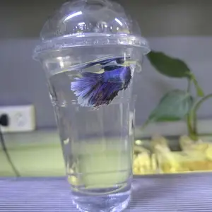 Петушки рыбки, Душанбе