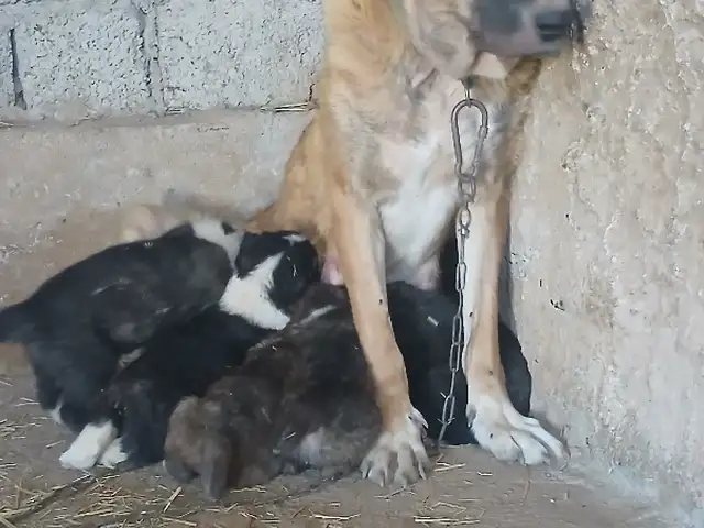 Саги алабаи, Душанбе