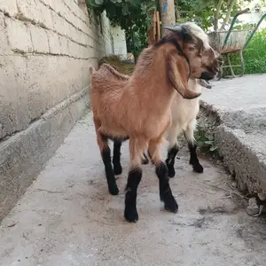 Бузича, Душанбе