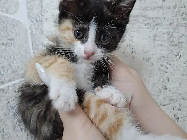 Котенок, Душанбе - 4