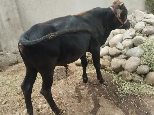 Бука, Душанбе