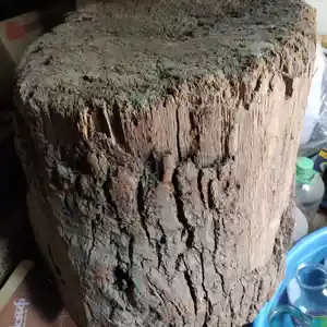 Бревно, Душанбе