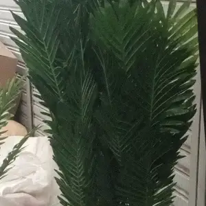 Пальма, Душанбе