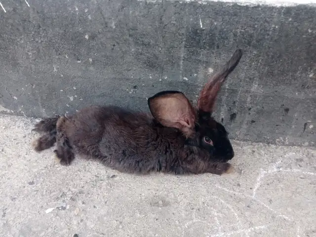 Харгуш, Душанбе