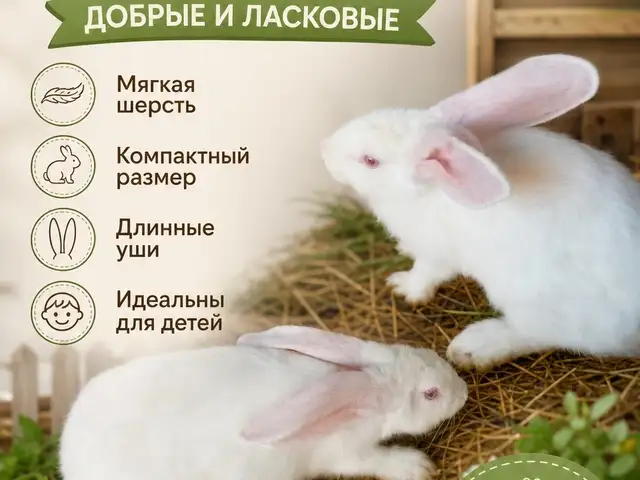 Кролики, Хуҷанд