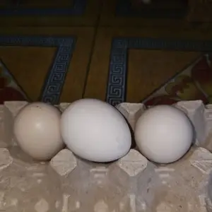 Тухми дакан, Душанбе