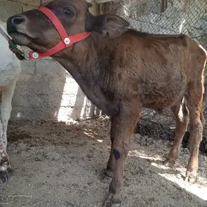 Букачахо, Душанбе