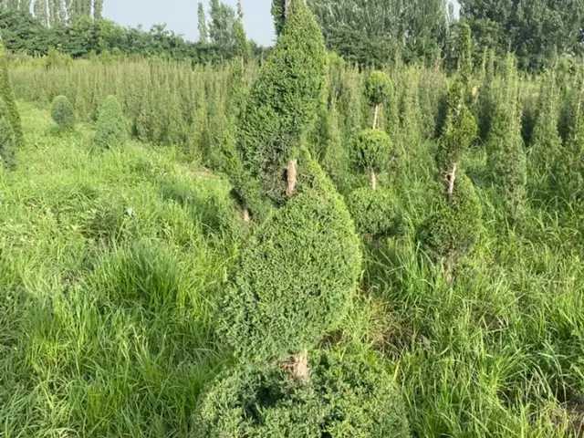 Можжевельник спираль, Душанбе