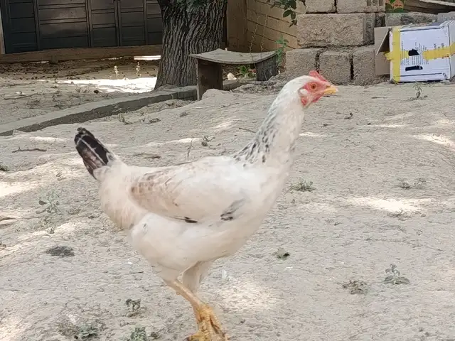 Мурги точики, Душанбе