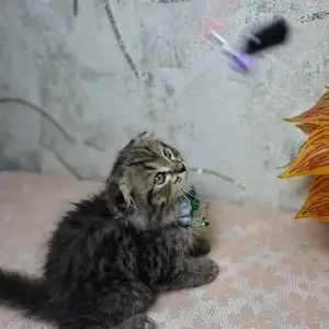 Шотландский вислоухий котёнок, Худжанд