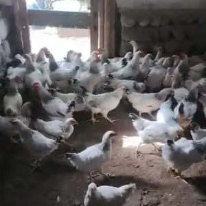 Чучахои Рябушка, Абдураҳмони Ҷомӣ