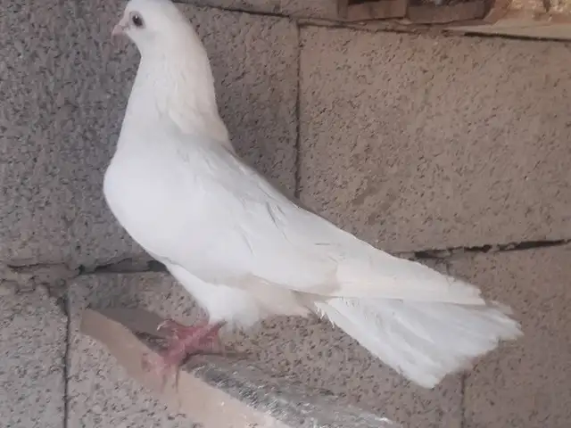 Кафтар, Ҷалолиддин Балхӣ (Румӣ)