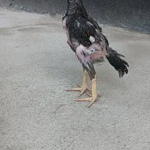 Чучахои Дакан, Худжанд