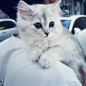 Котёнок шотландской шиншиллы, Душанбе