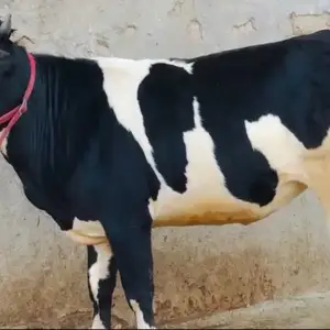 Гуночин, Душанбе