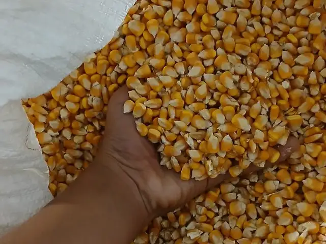 Донаи чуворимакка, Душанбе