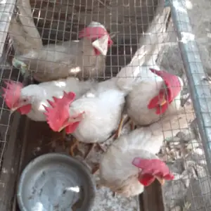 Хурусчучахо, Конибодом