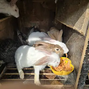 Харгуш, Худжанд