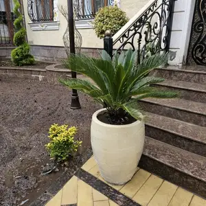Пальма цикас, Душанбе