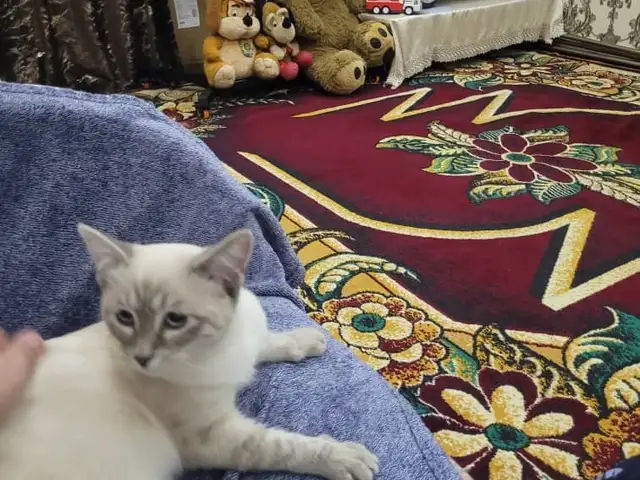 Кошка на вязку, Хуҷанд