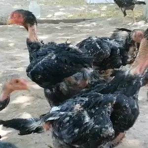 Чучахои дакан, Шахритус
