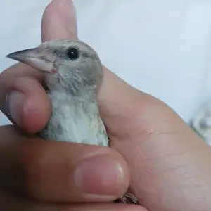 Чучои мехондаги нар, Душанбе