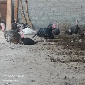 Индюк, Бохтар (Курган-Тюбе)