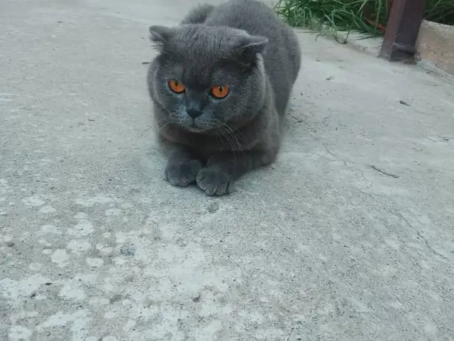 Шотландская кошка, Гиссар