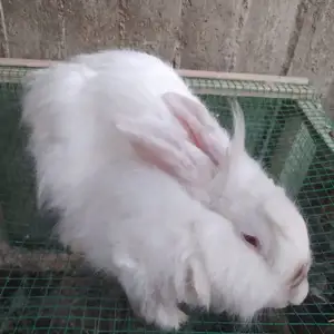 Кролик, Худжанд