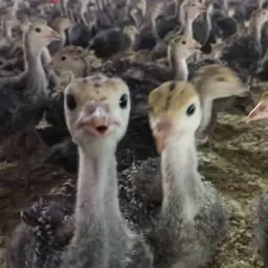 Чуҷаи индюк, Гиссар