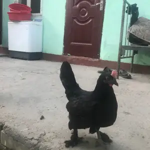 Мурги Японча, Душанбе