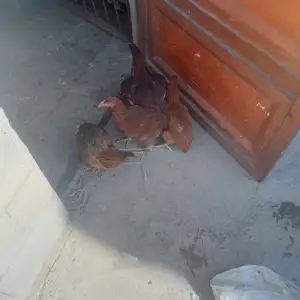 Ҷуҷаҳои 6 моҳаи ломан, Бободжон Гафуров