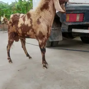 Така, Абдурахмони Джоми