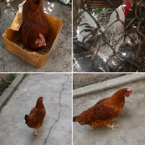Мург бо хуруз, Душанбе
