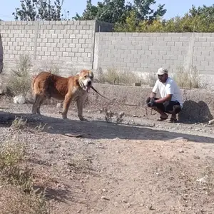 Саг, Худжанд