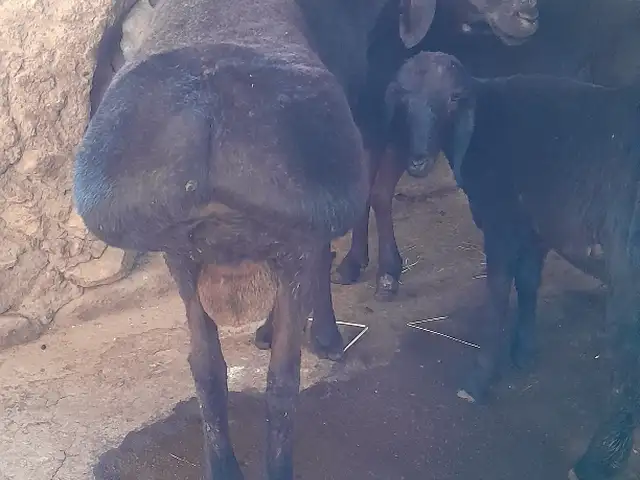 Кушкори 3 сол, Рашт