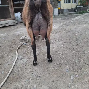 Козье молоко, Канибадам