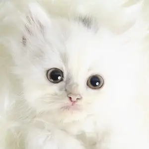 Шотландские котята, Худжанд