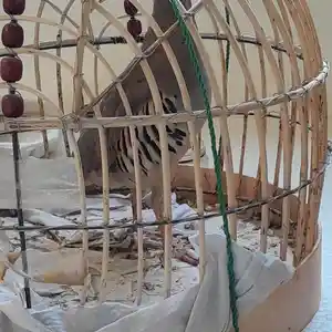 Чучаи кабк гибрид, Душанбе