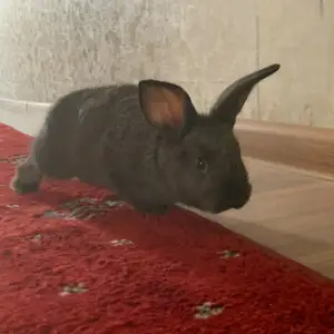 Харгушчахо, Душанбе