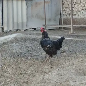 Чуча, Худжанд