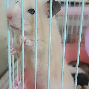 Хомячок, Худжанд