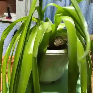 Индийский лук, Душанбе