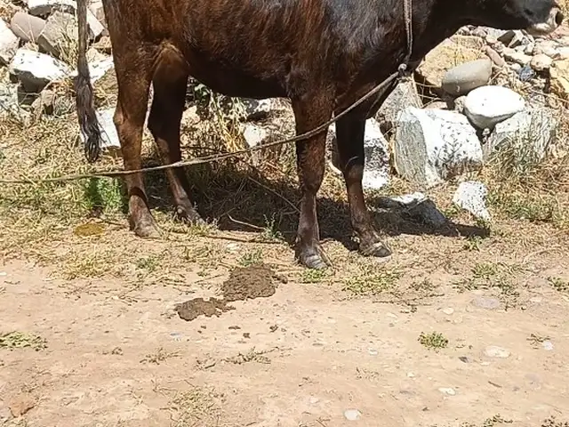 Гуночин, Рашт