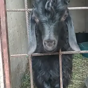 Буз, Яван