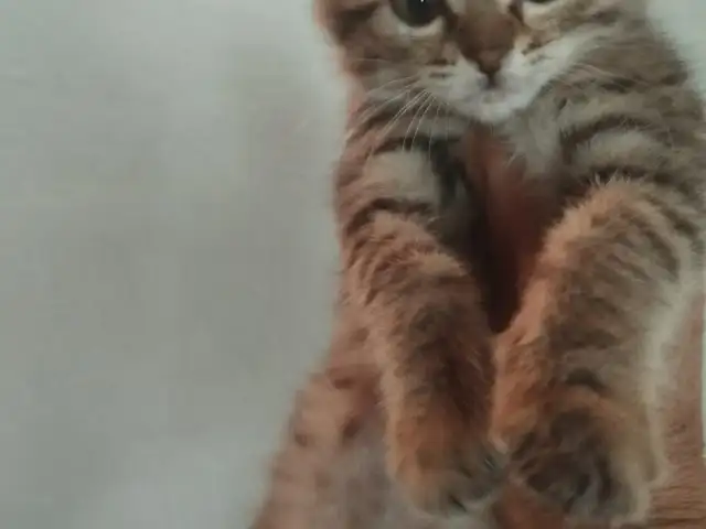 Котенок даром, Душанбе