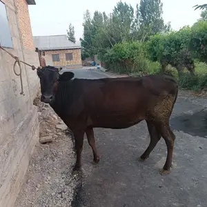 Гуночин, Гиссар