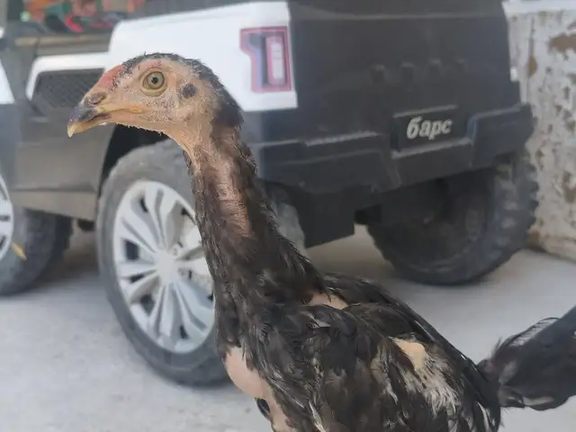 Дакан Чуча, Душанбе
