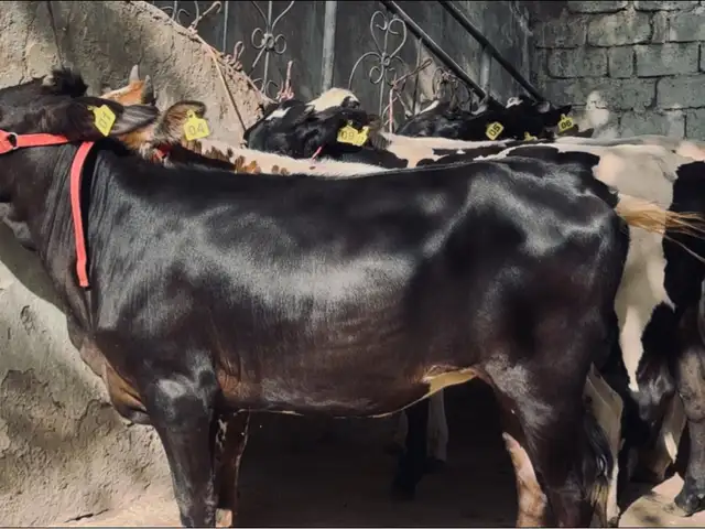 Гуночин, Душанбе