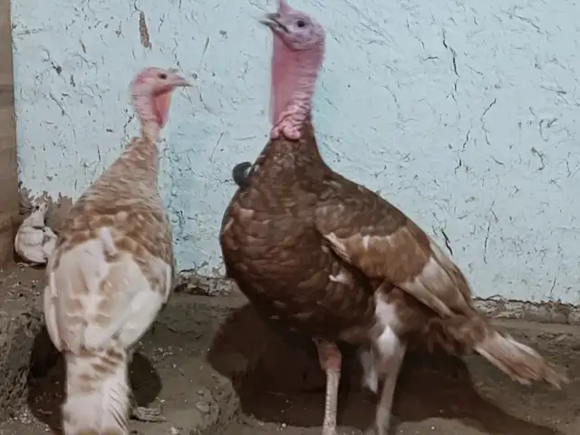 Индюк, Конибодом